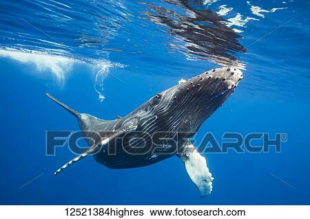 Stock Photograph - Humpback Whale (Megaptera novaeangliae) just about to break the surface to take a breath; Hawaii, United States of America. Fotosearch