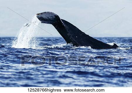 Stock Photograph - Humpback whale (Megaptera novaeangliae) tail slapping; Lahaina, Maui, Hawaii, United States of America. Fotosearch