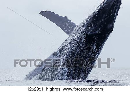 Stock Photograph - Humpback whale (Megaptera novaeangliae) breaching; Lahaina, Maui, Hawaii, United States of America. Fotosearch