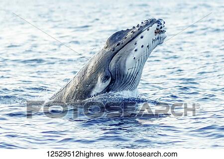Stock Photograph - Humpback whale (Megaptera novaeangliae) breaching; Lahaina, Maui, Hawaii, United States of America. Fotosearch