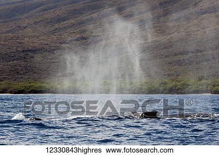 Stock Photograph - Humpback Whale (Megaptera Novaeanglie) Exhaling Vaporized Water From Its Blowhole; Hawaii, United States Of America. Fotosearch