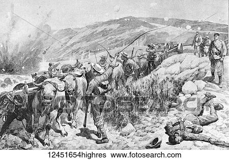 Stock Photograph - Illustrated London News record of Transvall War 1899-1900. The chievements of the home and colonial forces in the great conflict with the Boer Republics. Spencer Wilkinson record. Bluejackets saving a naval gun in Natal. Wild buffalo pullin ghte gun. Fotosearch
