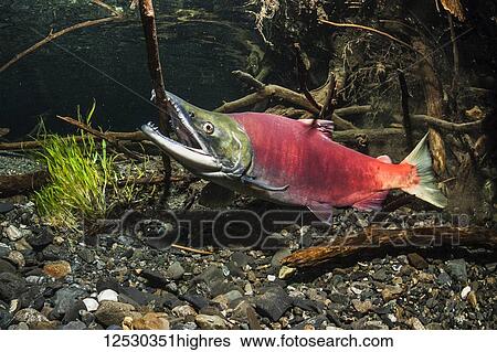 Stock Photograph - Incidental tree branch bites can result from the aggressive behavior of male Sockeye Salmon, also known as Red Salmon (Oncorhynchus nerka) competing to spawn in an Alaskan stream during the summer; Alaska, United States of America. Fotosearch