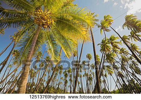 Stock Photograph - Kapuaiwa Coconut Beach Park, an ancient Hawaiian coconut grove planted in the 1860s during the reign of King Kamehameha V. With hundreds of coconut palm trees, this is one of the island's most recognizable natural landmarks; Kaunakakai, Molokai,.... Fotosearch