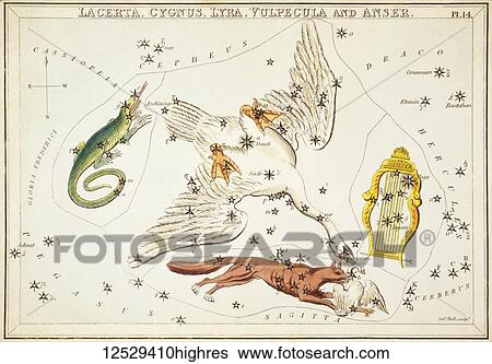 Lacerta, Cygnus, Lyra, Vulpecula and Anser. Card Number 14 from Urania's Mirror, or A View of the Heavens, one of a set of 32 astronomical star chart cards engraved by Sidney Hall and publshed 1824. View Large Photo Image Stock Photograph - Lacerta, Cygnus, Lyra, Vulpecula and Anser. Card Number 14 from Urania's Mirror, or A View of the Heavens, one of a set of 32 astronomical star chart cards engraved by Sidney Hall and publshed 1824.. Fotosearch
