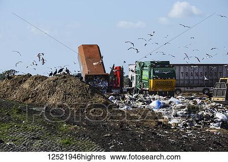 Stock Photograph - Landfill operations, with various vehicles and seagulls, Sarasota County; Florida, United States of America. Fotosearch