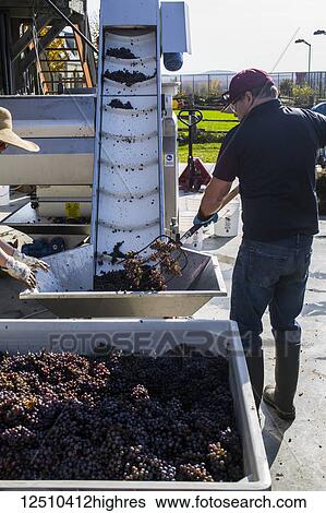 Stock Photograph - Loading grapes onto a conveyor belt as part of grape separating machinery; Shefford, Quebec, Canada. Fotosearch