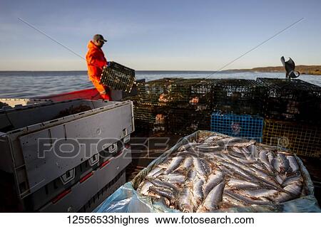 Stock Photograph - Lobster fisherman with herring bait. Digby Neck, Bay of Fundy; Nova Scotia, Canada. Fotosearch