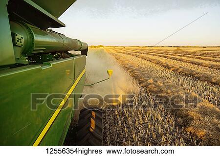 Stock Photograph - Looking back on a combine while harvesting canola at sunset; Legal, Alberta, Canada. Fotosearch