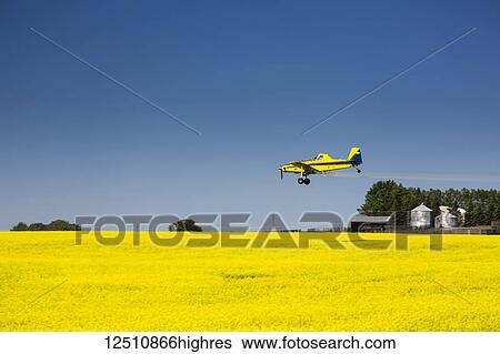 Stock Photograph - Low flying crop duster spraying a flowering canola field with blue sky, East of Beiseker; Alberta, Canada. Fotosearch
