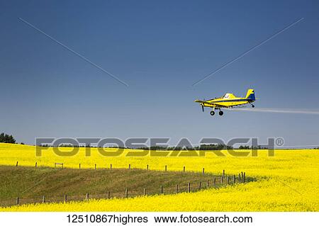 Low flying crop duster spraying a flowering canola field with blue sky, East of Beiseker; Alberta, Canada View Large Photo Image Stock Photograph - Low flying crop duster spraying a flowering canola field with blue sky, East of Beiseker; Alberta, Canada. Fotosearch