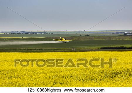 Low flying crop duster spraying a flowering canola field with blue sky, East of Beiseker; Alberta, Canada View Large Photo Image Stock Photograph - Low flying crop duster spraying a flowering canola field with blue sky, East of Beiseker; Alberta, Canada. Fotosearch