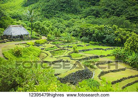 Lush green fields divided by stone walls and surrounded by a dense forest on the island of Kauai; Hanalei, Kauai, Hawaii, United States of America View Large Photo Image Stock Photograph - Lush green fields divided by stone walls and surrounded by a dense forest on the island of Kauai; Hanalei, Kauai, Hawaii, United States of America. Fotosearch