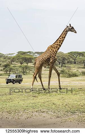 Maasai Giraffe (Giraffa camelopardalis) strolls past safari vehicle in the Ndutu area of the Ngorongoro Conservation Area on the Serengeti Plains; Tanzania View Large Photo Image Stock Photograph - Maasai Giraffe (Giraffa camelopardalis) strolls past safari vehicle in the Ndutu area of the Ngorongoro Conservation Area on the Serengeti Plains; Tanzania. Fotosearch