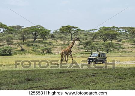 Maasai Giraffe (Giraffa camelopardalis) strolls past safari vehicle in the Ndutu area of the Ngorongoro Conservation Area on the Serengeti Plains; Tanzania View Large Photo Image Stock Photograph - Maasai Giraffe (Giraffa camelopardalis) strolls past safari vehicle in the Ndutu area of the Ngorongoro Conservation Area on the Serengeti Plains; Tanzania. Fotosearch