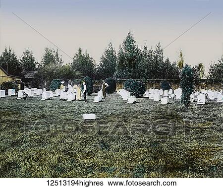 Stock Photograph - Magic Lantern slide circa 1900 hand coloured. Bee keeping, people in a field tending bees. Fotosearch