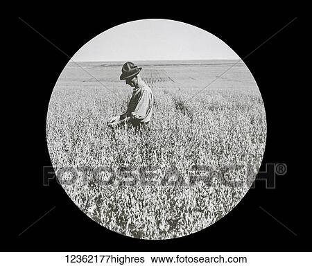 Stock Photograph - Magic lantern slide circa 1900. Victorian. A farmer checking his crops in the field. Fotosearch