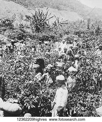 Magic lantern slide circa 1900. Victorian, India tea plantation, villagers picking tea View Large Photo Image Stock Photograph - Magic lantern slide circa 1900. Victorian, India tea plantation, villagers picking tea. Fotosearch