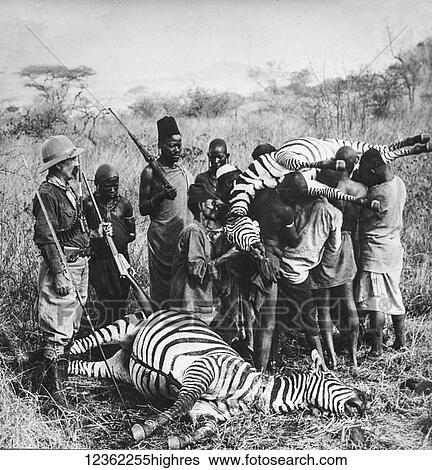 Magic lantern slide circa 1900. Victorian, Zebras, favourite game of men and Lions. meru, Kenya, East Africa View Large Photo Image Stock Photograph - Magic lantern slide circa 1900. Victorian, Zebras, favourite game of men and Lions. meru, Kenya, East Africa. Fotosearch