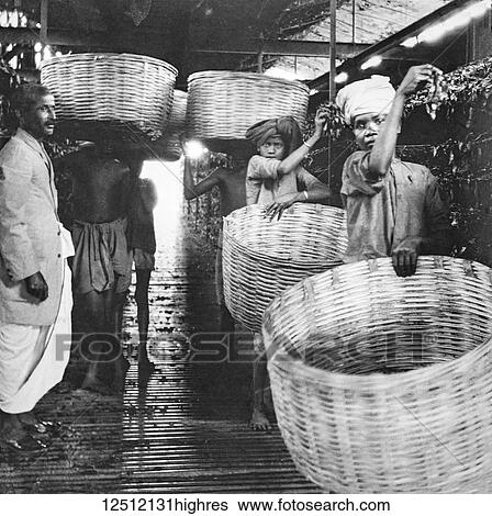 Magic lantern slide circa 1900. Victorian. Weathering tes in Assam. Tea pickers and harvesters weathering hte tea with manager looking on View Large Photo Image Stock Photograph - Magic lantern slide circa 1900. Victorian. Weathering tes in Assam. Tea pickers and harvesters weathering hte tea with manager looking on. Fotosearch