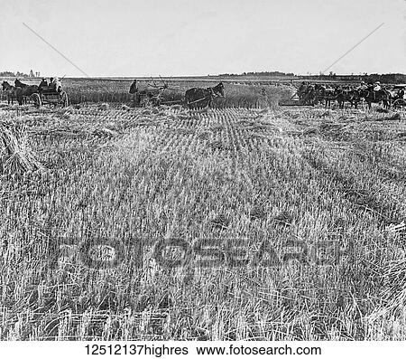 Stock Photograph - Magic lantern slide circa 1900. Victorian. Social History. cutting the wheat, farmers with wheat cutting equipment. Fotosearch
