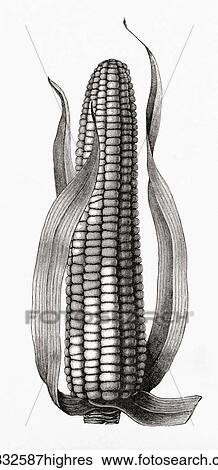Maize or corn, Zea mays. From Meyers Lexicon, published 1927. View Large Photo Image Stock Photograph - Maize or corn, Zea mays. From Meyers Lexicon, published 1927.. Fotosearch