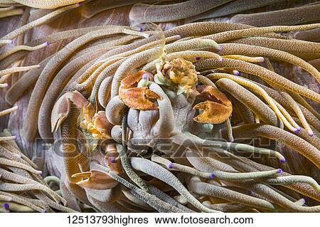 Stock Photograph - Male and female porcelain crabs (Neopetrolisthes maculatus) are commensal in sea anemones; Philippines. Fotosearch