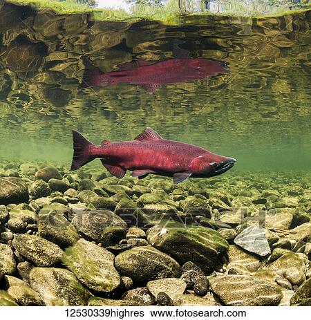 Stock Photograph - Male Chinook Salmon, also known as King Salmon (Oncorhynchus tshawytscha) prior to spawning in a tributary of the Deshka River in summer; Alaska, United States of America. Fotosearch