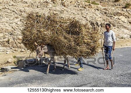 Man and donkey carrying brushwood; Adi-Teklezan, Anseba Region, Eritrea View Large Photo Image Stock Photograph - Man and donkey carrying brushwood; Adi-Teklezan, Anseba Region, Eritrea. Fotosearch