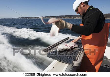 Stock Photograph - Man flensing a halibut while on a boat, Kachemak Bay, South-central Alaska; Homer, Alaska, United States of America. Fotosearch