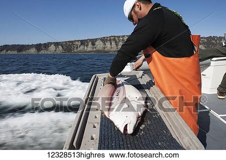 Man flensing a halibut while on a boat, Kachemak Bay, South-central Alaska; Homer, Alaska, United States of America View Large Photo Image Stock Photograph - Man flensing a halibut while on a boat, Kachemak Bay, South-central Alaska; Homer, Alaska, United States of America. Fotosearch