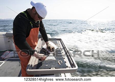 Stock Photograph - Man flensing a halibut while on a boat, Kachemak Bay, South-central Alaska; Homer, Alaska, United States of America. Fotosearch