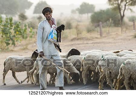 Man herding a flock of sheep along a road; Damodara, Rajasthan, India View Large Photo Image Stock Photograph - Man herding a flock of sheep along a road; Damodara, Rajasthan, India. Fotosearch
