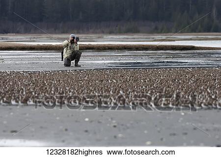 Stock Photograph - Man Photographing Shorebirds At The Cordova Shorebird Festival, Southcentral Alaska, USA. Fotosearch