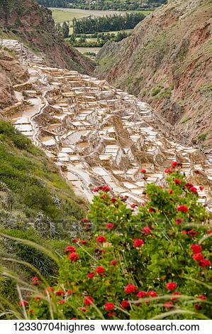 Maras Salt Flats, Sacred Valley; Cuzco Province, Peru View Large Photo Image Stock Photograph - Maras Salt Flats, Sacred Valley; Cuzco Province, Peru. Fotosearch
