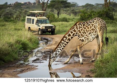 Stock Photograph - Masai giraffe (Giraffa tippelskirchi) drinks from puddle near safari truck, Serengeti National Park; Tanzania. Fotosearch