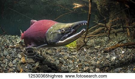 Mature male Sockeye Salmon, also known as Red Salmon (Oncorhynchus nerka) in an Alaskan stream during the summer, South-central Alaska; Alaska, United States of America View Large Photo Image Stock Photograph - Mature male Sockeye Salmon, also known as Red Salmon (Oncorhynchus nerka) in an Alaskan stream during the summer, South-central Alaska; Alaska, United States of America. Fotosearch