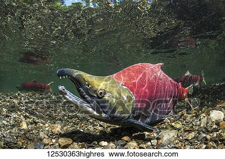 Stock Photograph - Mature Sockeye Salmon, also known as Red Salmon (Oncorhynchus nerka) male in nuptial (breeding) coloration in an Alaskan stream during the summer; Alaska, United States of America. Fotosearch