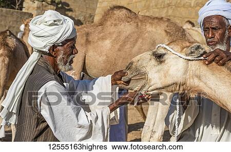 Men looking at a camel's teeth at the Monday livestock market; Keren, Anseba Region, Eritrea View Large Photo Image Stock Photograph - Men looking at a camel's teeth at the Monday livestock market; Keren, Anseba Region, Eritrea. Fotosearch