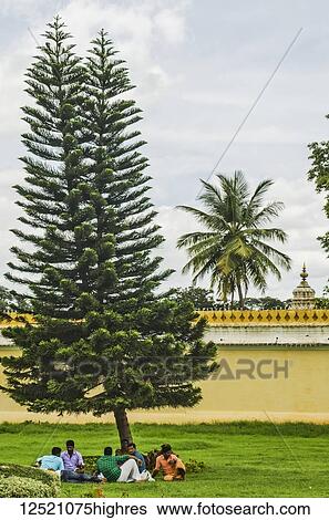 Stock Photograph - Men resting underneath a pine tree, Mysore Palace; Mysore, Karnataka, India. Fotosearch