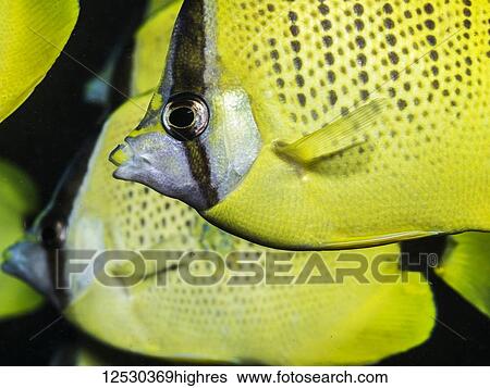 Stock Photograph - Milletseed Butterflyfish (Chaetodon citrinellus) in a tight school off Kauai, Hawaii, during the spring; Kauai, Hawaii, United States of America. Fotosearch