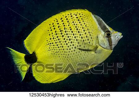 Milletseed Butterflyfish (Chaetodon citrinellus) feeding on plankton off Ni'ihau Island near Kauai, Hawaii, USA during the spring. This fish species is endemic to the Hawaiian Islands; Kauai, Hawaii, United States of America View Large Photo Image Stock Photograph - Milletseed Butterflyfish (Chaetodon citrinellus) feeding on plankton off Ni'ihau Island near Kauai, Hawaii, USA during the spring. This fish species is endemic to the Hawaiian Islands; Kauai, Hawaii, United States of America. Fotosearch