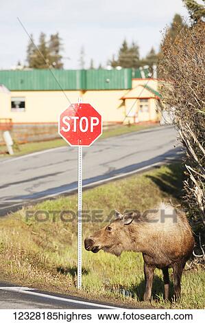 Stock Photograph - Moose Standing Next To A Stop Sign In Homer, Southcentral Alaska, USA. Fotosearch