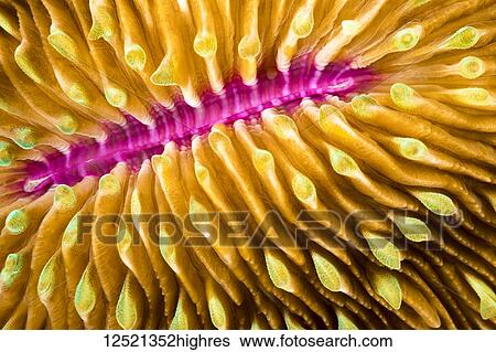 Stock Photograph - Mouth detail of a colorful and healthy mushroom coral (Fungia fungites) that is growing on a tropical coral reef. Mushroom coral is unique in the coral world, in that it does not attach itself to the bottom; Philippines. Fotosearch