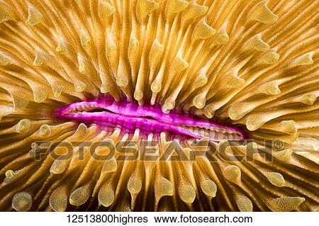 Stock Photograph - Mouth detail of a colourful and healthy Mushroom coral, Fungia fungites, that is growing on a tropical coral reef in the Philippines. Mushroom coral is unique in the coral world, in that it does not attach itself to the bottom; Philippines. Fotosearch