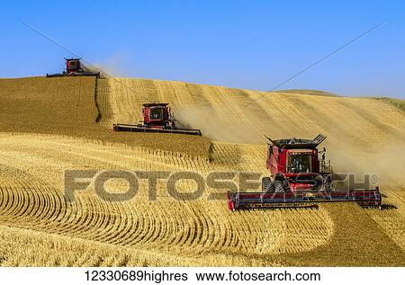 Stock Photograph - Multiple Combines Harvest Grain In The Palouse Region Of Washington; Washington, United States Of America. Fotosearch