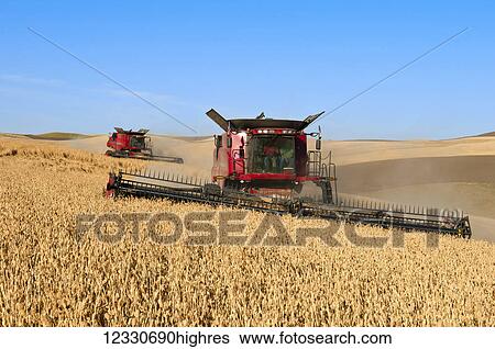 Stock Photograph - Multiple Combines Harvest Wheat In The Palouse Region Of Washington; Washington, United States Of America. Fotosearch
