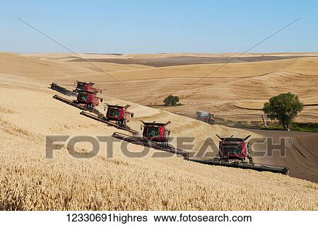 Stock Photograph - Multiple Combines Harvest Wheat On The Hills Of The Palouse Region Of Washington; Washington, United States Of America. Fotosearch