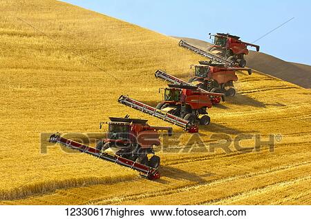 Stock Photograph - Multiple Combines Harvesting Wheat On The Hills Of The Palouse Region Of Washington; Washington, United States Of America. Fotosearch