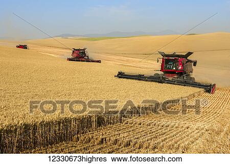 Stock Photograph - Multiple Combines Harvesting Wheat On The Hills Of The Palouse Region Of Washington; Washington, United States Of America. Fotosearch